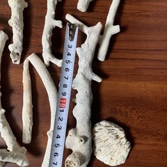 サンゴ(箱込み2.2kg)白いコーラル断片 約40個セットの画像