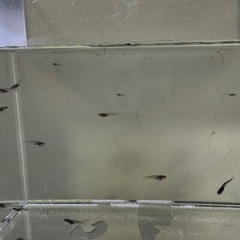 幻想メダカ‼️ 有精卵20個1000円‼️の画像