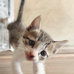 誰か里親になってください！