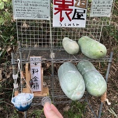 家庭菜園の野菜の画像