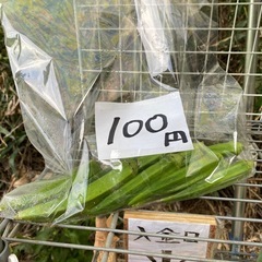 家庭菜園の野菜の画像