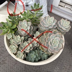 多肉植物（鉢ごと）①の画像