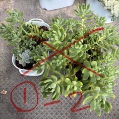 多肉植物（鉢ごと）①の画像