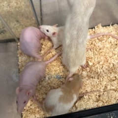ファンシーラット　ペット　爬虫類の餌用にの画像