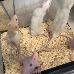 ファンシーラット　ペット　爬虫類の餌用にの画像