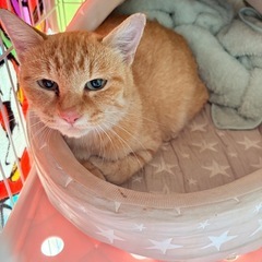 推定6か月　猫白血病のある茶トラ　女の子