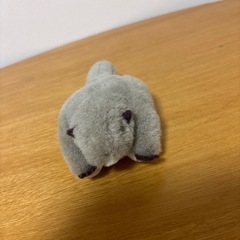 リス、モモンガ、肉球の画像