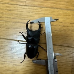 山梨県天然オオクワガタ♂71㎜の画像