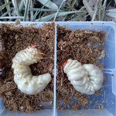 山梨県天然オオクワガタ♂71㎜の画像