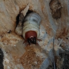 山梨県天然オオクワガタ♂71㎜の画像