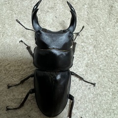山梨県天然オオクワガタ♂71㎜の画像