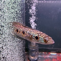 【熱帯魚】【美品】スネークヘッド　フラワートーマンの画像