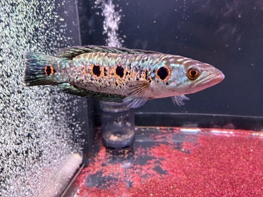 【熱帯魚】【美品】スネークヘッド　フラワートーマン