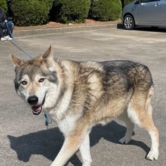 犬好き歓迎！午後4時間・犬同伴OKアルバイト・ドッグフード支給 の画像