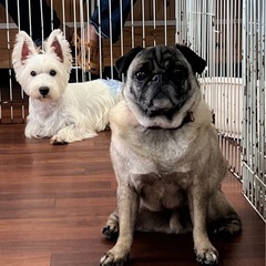 犬好き歓迎！午後4時間・犬同伴OKアルバイト・ドッグフード支給 の画像