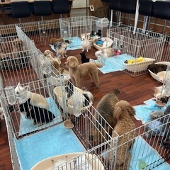 犬好き歓迎！午後4時間・犬同伴OKアルバイト・ドッグフード支給 の画像