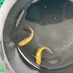 (配送可能)サンシャインヒレ長1ペアの画像