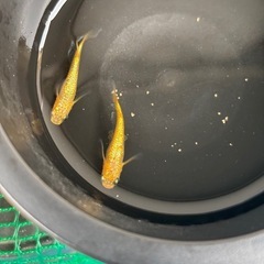 (配送可能)サンシャインヒレ長1ペアの画像