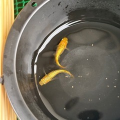 (配送可能)サンシャインヒレ長1ペアの画像