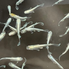 エメキン めだか メダカの画像