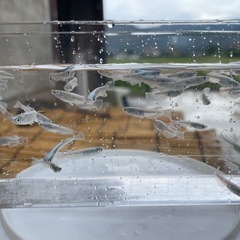 エメキン めだか メダカの画像