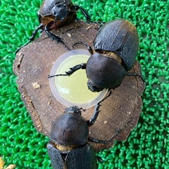 ヘラクレスオオカブト成虫 1ペア の画像