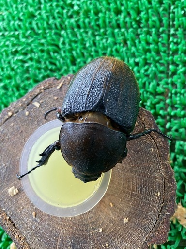 ヘラクレスオオカブト成虫 2ペア