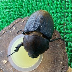 ヘラクレスオオカブト成虫 1ペア の画像