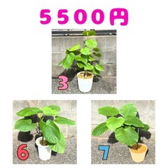 フィカス ウンベラータ❶ 育てやすい 観葉植物 おしゃれ インテリア 稲城市周辺 相談可能の画像