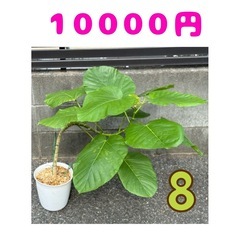 フィカス ウンベラータ❶ 育てやすい 観葉植物 おしゃれ インテリア 稲城市周辺 相談可能の画像