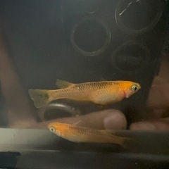 来光　メダカ稚魚5匹の画像