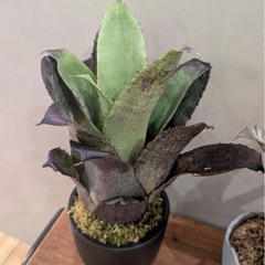タンクブロメリア　2種類の画像