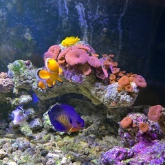 海水魚　　全ての画像