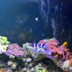 海水魚　　全ての画像
