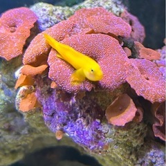 海水魚　　全ての画像