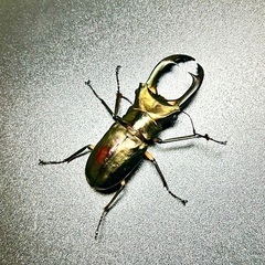 エラフスホソアカクワガタ　 ※訳あり   成虫ペアの画像