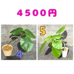 フィカス ウンベラータ❽ 育てやすい 観葉植物 おしゃれ インテリア 稲城市周辺 相談可能の画像
