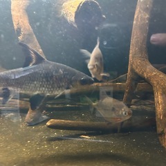 熱帯魚　2匹　シルバー今日までの画像