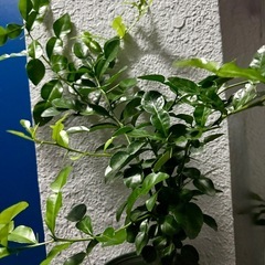 コブミカンの画像