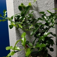 コブミカンの画像