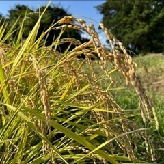 令和7年新米🌾根白石産🌾ひとめぼれ玄米30kgの画像
