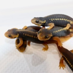 アメイロイボイモリ  幼体(上陸個体)3匹セットの画像