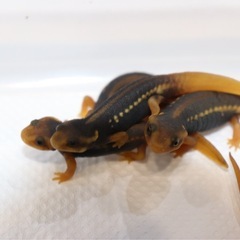 アメイロイボイモリ  幼体(上陸個体)3匹セットの画像