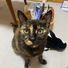 可愛いさび猫ちゃんのずっとのお家探し