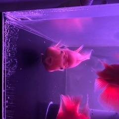 アクリル水槽の画像