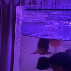 アクリル水槽の画像