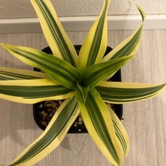 【観葉植物】ドラセナ　ソングオブインディアの画像