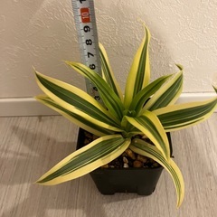 【観葉植物】ドラセナ　ソングオブインディアの画像