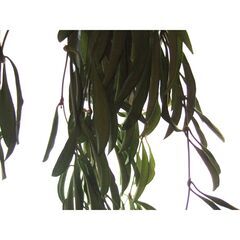 【調整中】観葉植物　お世話できる方に差し上げます　②の画像