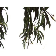 【調整中】観葉植物　お世話できる方に差し上げます　②の画像